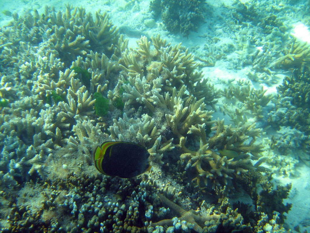Reef & Marine Life